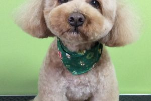 12月のお友達☆