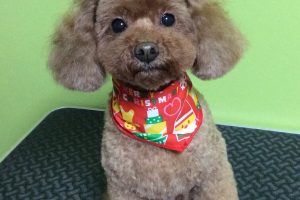 12月のお友達☆