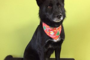 12月のお友達☆