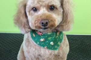 12月のお友達☆