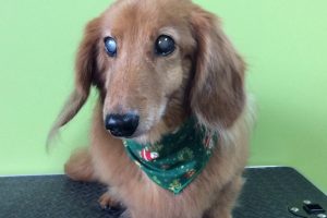 12月のお友達☆