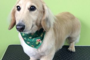 12月のお友達☆