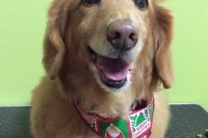 12月のお友達☆