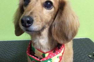 12月のお友達☆