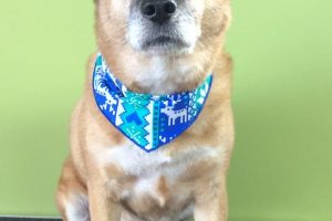 12月のお友達☆