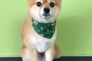 12月のお友達☆