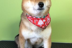 12月のお友達☆