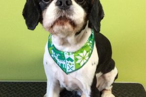 12月のお友達☆