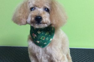 12月のお友達☆