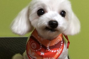 12月のお友達☆