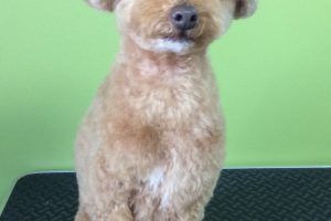 12月のお友達☆