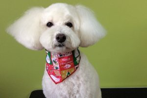 12月のお友達☆