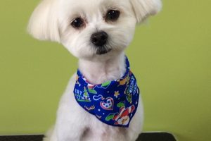 12月のお友達☆