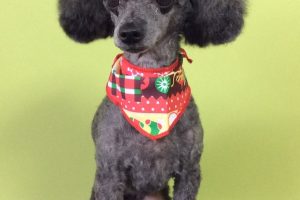 12月のお友達☆