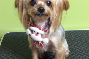 12月のお友達☆