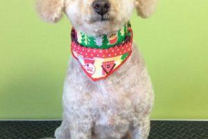 12月のお友達☆