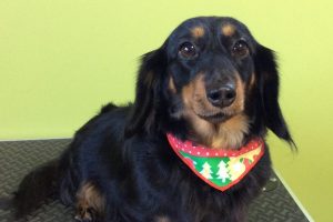 12月のお友達☆