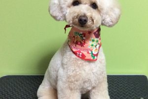 12月のお友達☆