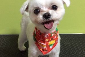 12月のお友達☆