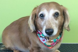 12月のお友達☆