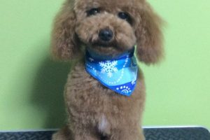 12月のお友達☆