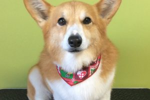 12月のお友達☆