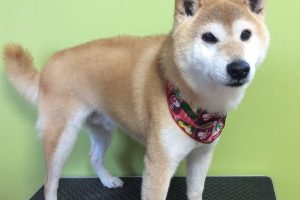 12月のお友達☆