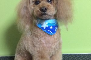 12月のお友達☆