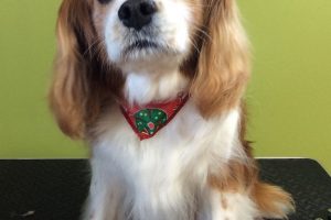 12月のお友達☆