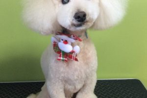 12月のお友達☆