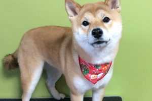 12月のお友達☆