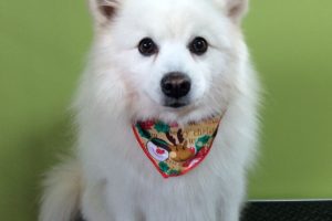 12月のお友達☆