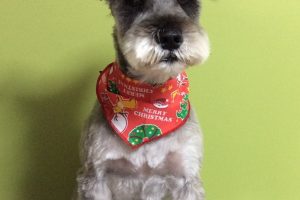 12月のお友達☆