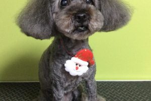 12月のお友達☆