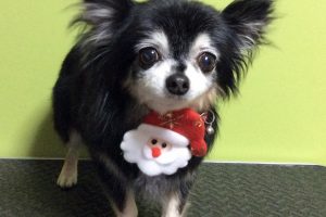 12月のお友達☆