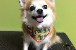 12月のお友達☆