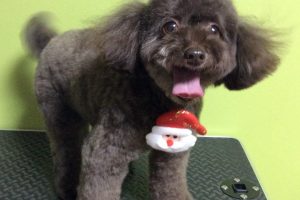 12月のお友達☆