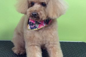 12月のお友達☆