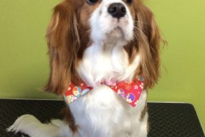 12月のお友達☆