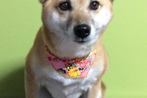 12月のお友達☆