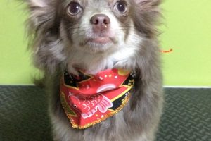 12月のお友達☆