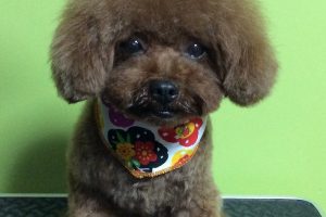 12月のお友達☆