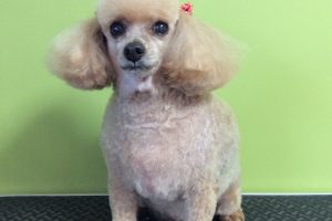 12月のお友達☆