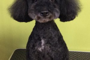 12月のお友達☆