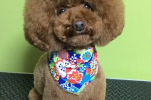 12月のお友達☆