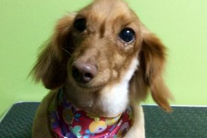 12月のお友達☆