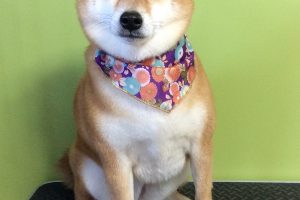 12月のお友達☆