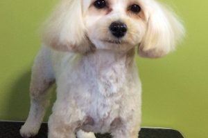 12月のお友達☆