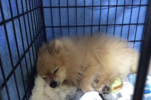 12月のお友達☆