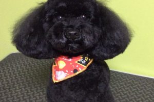 12月のお友達☆